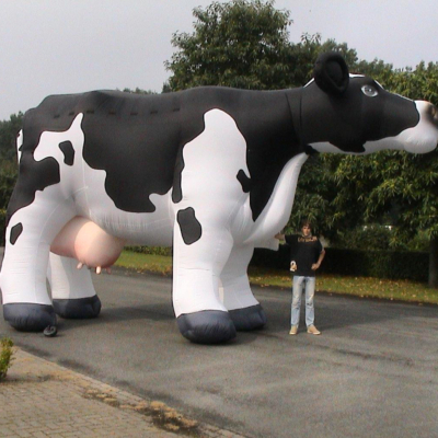 Vaca 4.5 mts